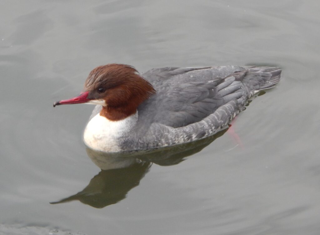 Female Goosander