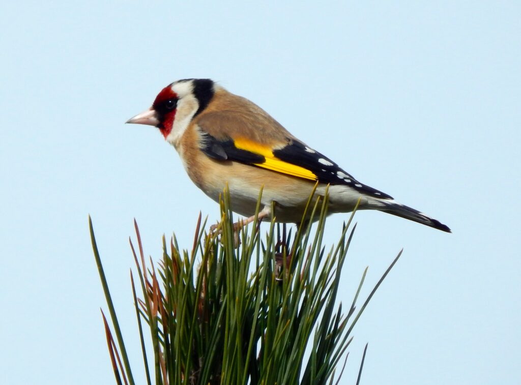 goldfinch perched atop a  pine tree