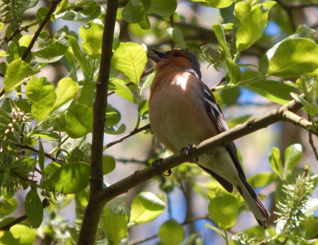 chaffinch singing