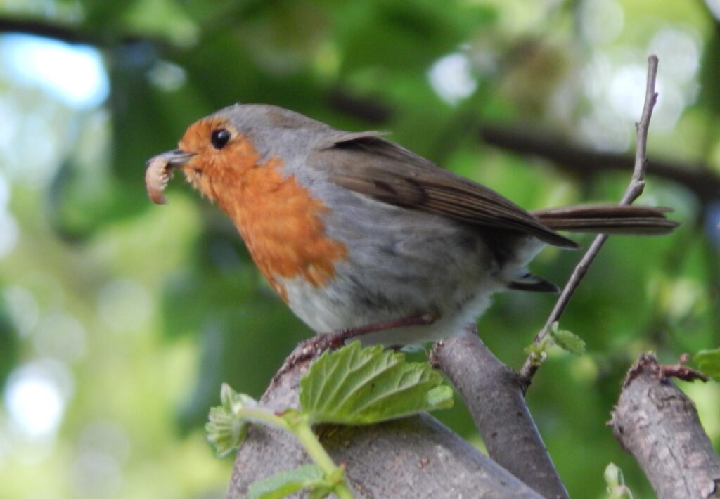 Robin with an insect