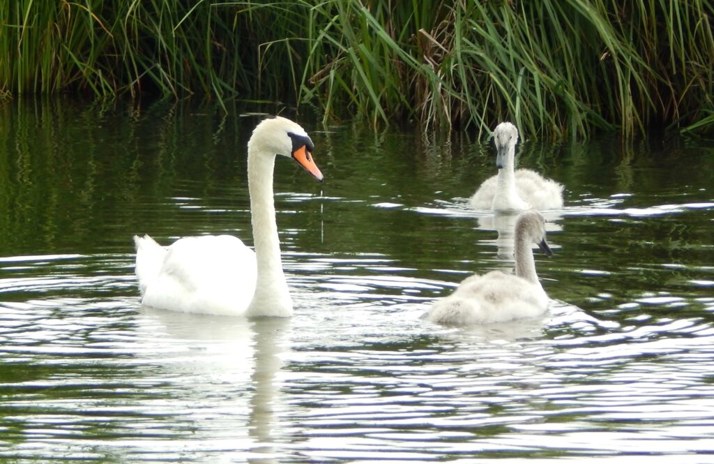swans and cygnets