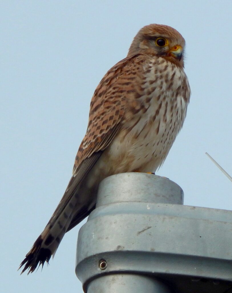 kestrel on a lampost