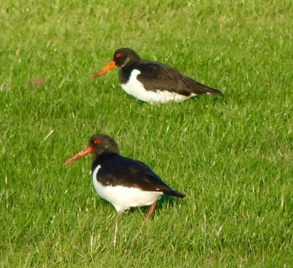 a pair of oystercatchers