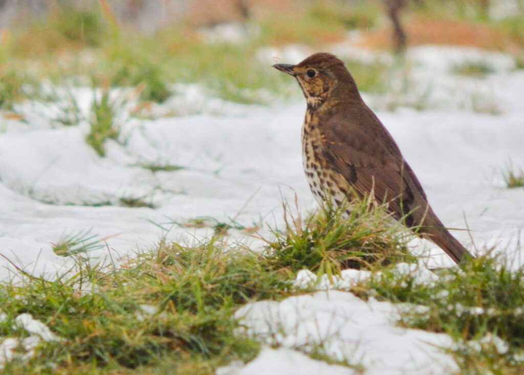 song thrush in the snow