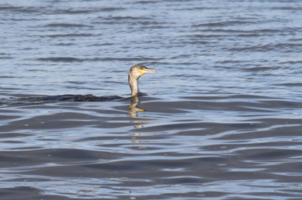 cormorant swimming