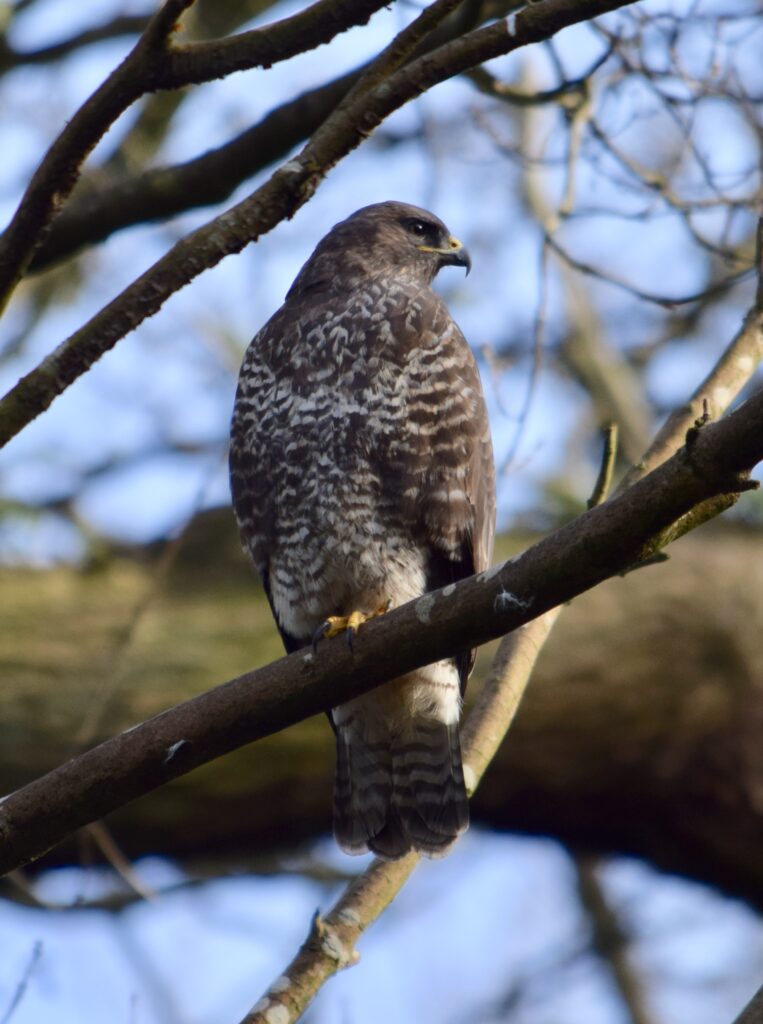 buzzard looking right