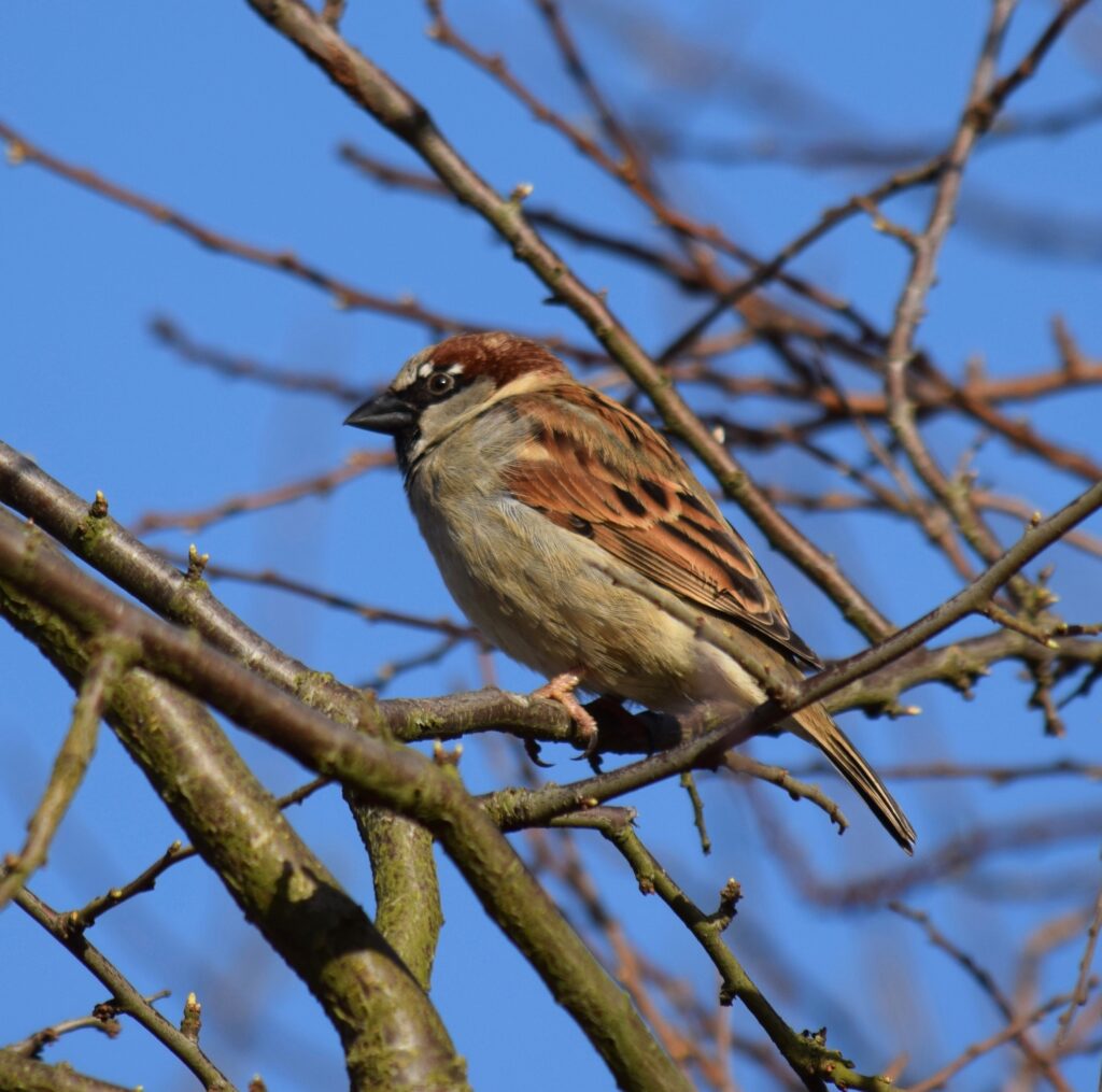 Male House Sparrow on a branch