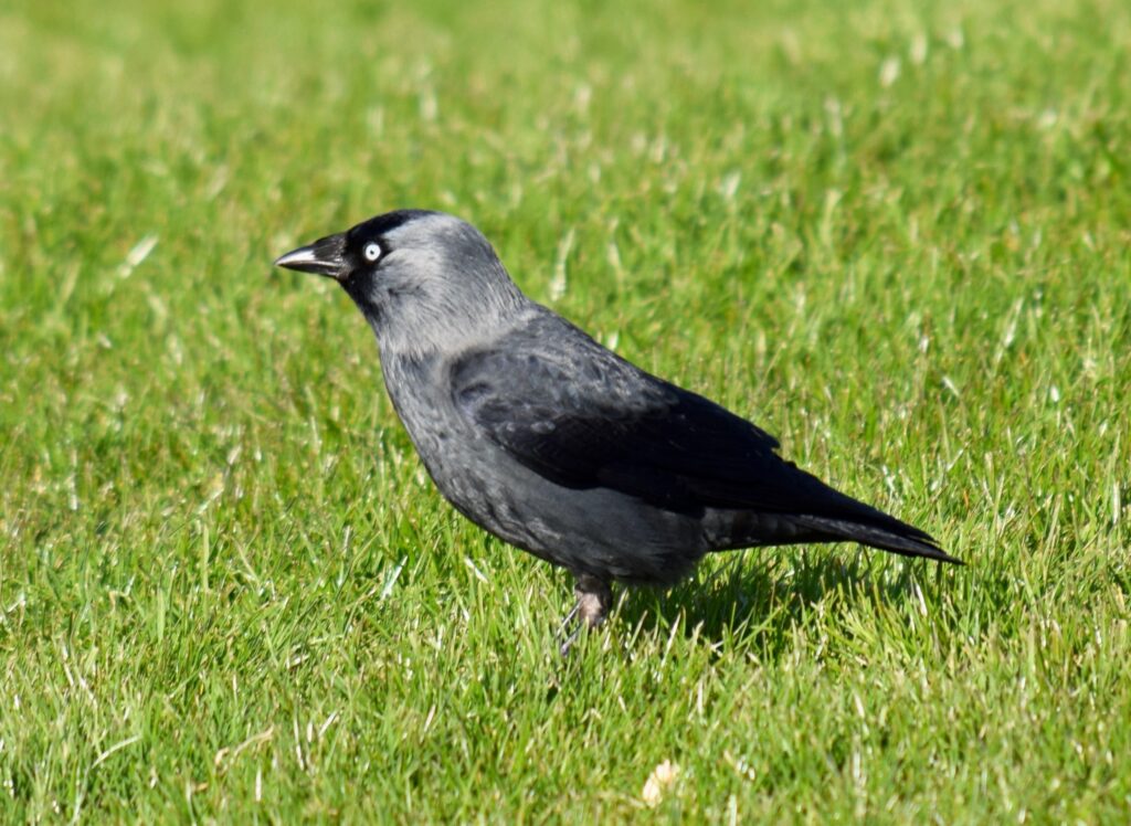 jackdaw on the lawn
