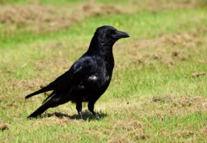 Carrion Crow (Corvus corone)