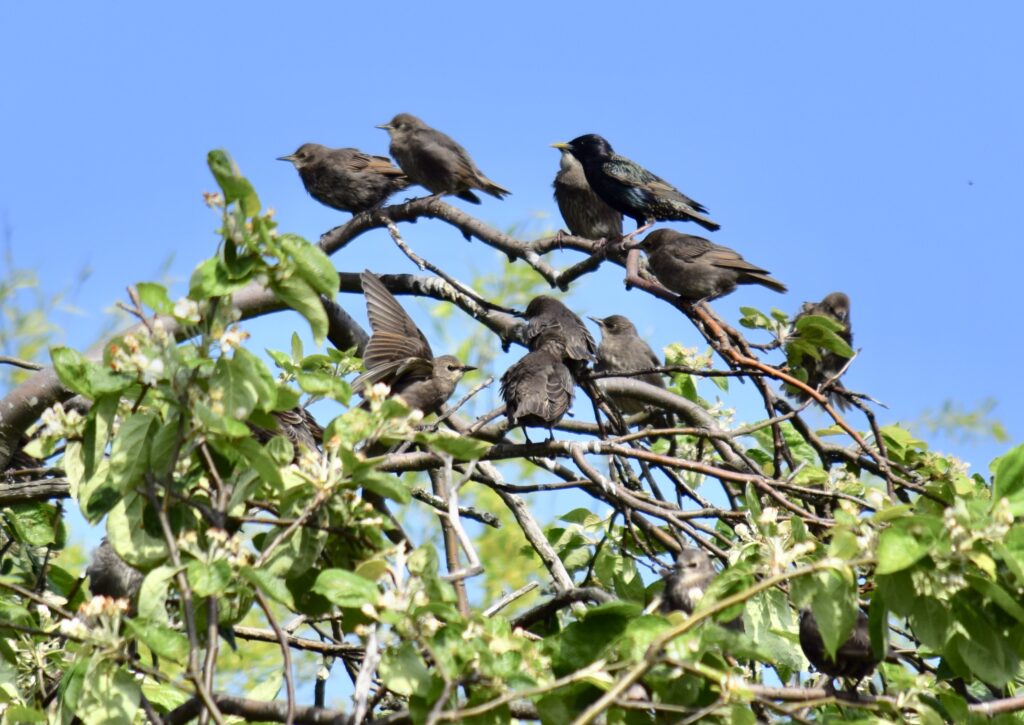 flock of starlings