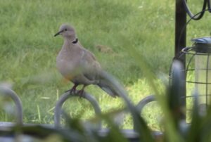Collared Dove